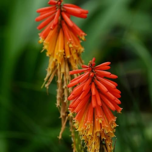 semi di giglio torcia, semi di Kniphofia uvaria, decorazione del giardino per esterno Le da giardino sono resistenti 200pcs