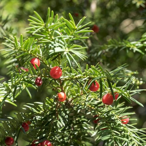 Eibe Taxus Baccata, stauden winterhart mehrjährig EibeSamen, gartenpflanzen balkonpflanzen exotische 200Samen