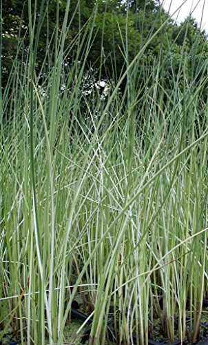 WASSERPFLANZEN WOLFF - Scirpus lacustris 'Albescens' (Schoenoplectus) - Weiß-gestreifte- Seesimse - QUALITÄTSSTAUDE im 9x9 cm Topf durchwurzelt