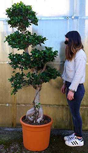 POWERS TO FLOWERS - FICUS GINSENG BONSAI XXXL, ESEMPLARE ALTEZZA 190CM, pianta vera