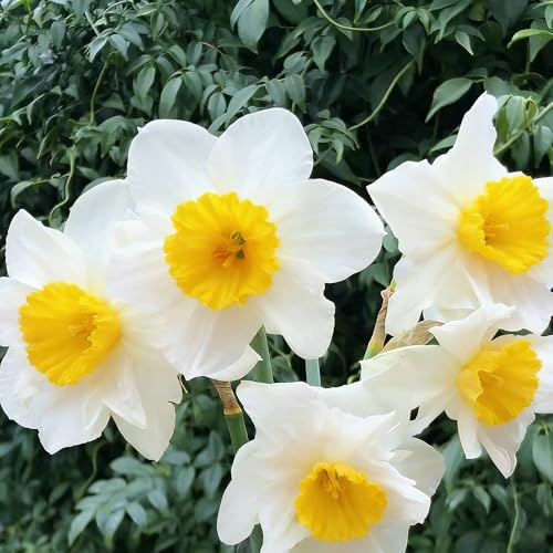 narzissenzwiebeln gartenpflanzen pflanzendeko blumenzwiebeln mehrjährig winterhart wildblumen kübelpflanzen kräutergarten exotische zimmerpflanzen topfpflanzen 7zwiebeln