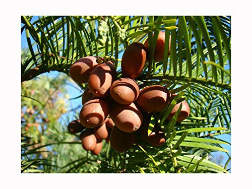 CEPHALOTAXUS FORTUNEI Chinese Plum Yew in 7cm Pot - Fishbone - Like Foliage, Edible Fruits - 7-8cm Tall