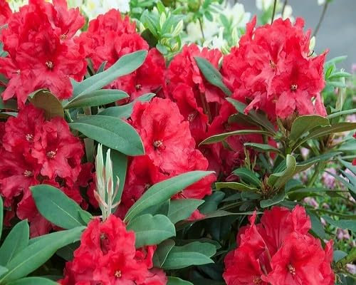 100pcs Fresh Red Rhododendron Flower Seeds