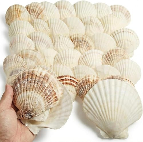 Foribyw Natural Scallop Shells for Crafts, 60 Pack, Large 10-12 cm, White | Uncoated, For Painting, DIY Projects, Wedding Decorations, Beach Theme Party