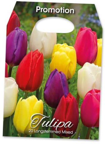 Langstielige Tulpen Mischung 20 Stück Blumenzwiebeln | Triumph-Tulpen 40-60cm | April Blüte | Kübel-Balkoneignung | Schnittgeeignet