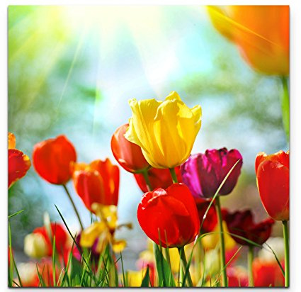 Leinwandbilder | Bilder Leinwand 60x60cm bunte Tulpen im Sonnenschein