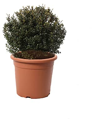 KENTIS - Ilex Crenata Glory Gem Forme Boule - Véritables Plantes d'Extérieur Résistantes - Plante de Jardin Balcon - H 40/50 cm Pot Ø 24 cm