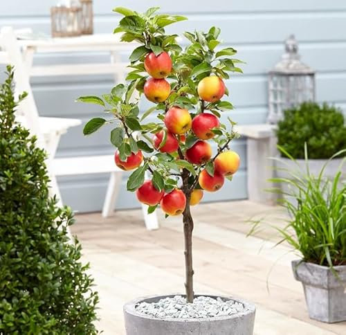 Melo nano 70cm foto reali pianta da frutto, nano, pianta da vaso