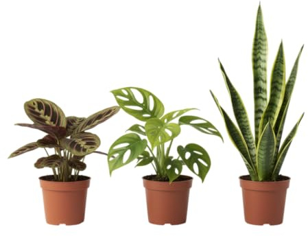 Pack DECOALIVE Trío de Plantas Naturales de Interior| Monstera Adansonii, Maranta y Sansevieria Plantas Purificadoras del Aire y de Fácil Mantenimiento