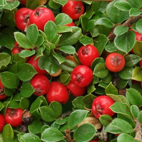 24 x Teppichmispel - Cotoneaster dammeri Topf 9x9cm, für 3m² : Ein immergrüner Strauch mit rotem Beerenzauber