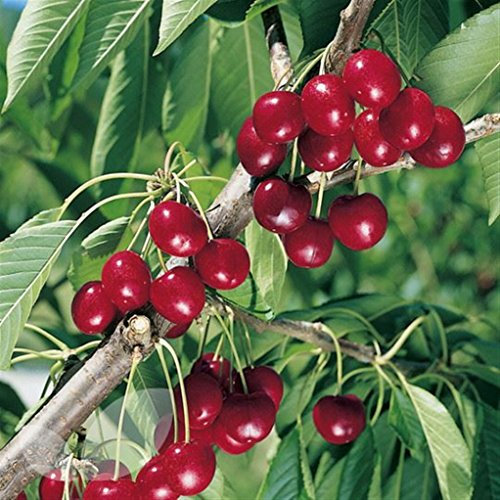 CILIEGIO SIMILE -PRUNUS AVIUM- 'NEW STAR' AUTOFERTILE - albero da frutto da esterno pianta vera