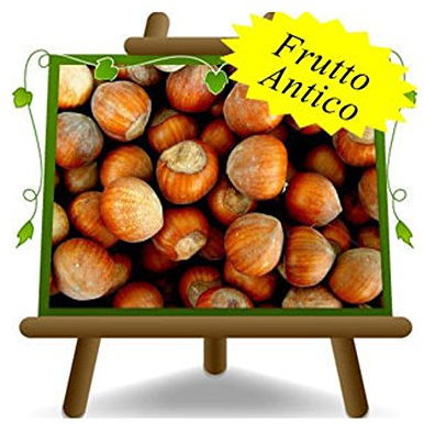 EURO PLANTS VIVAI Nocciolo San Giovanni - Pianta da Frutto Antico su Vaso da 20 - Max 170 cm - 2 Anni