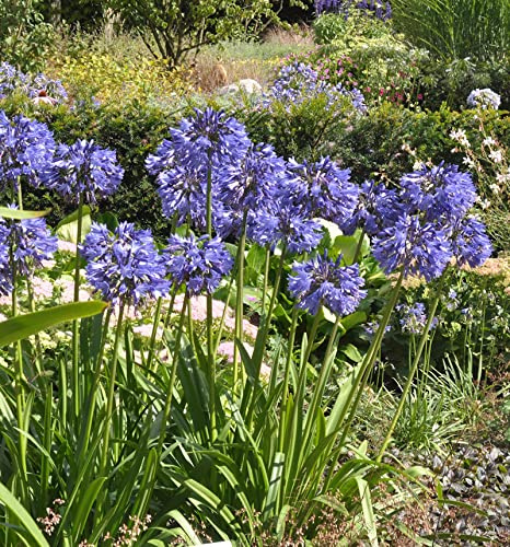 Liebesblume Schmucklilie Northern Star - großer Topf - Agapanthus africanus - lebende Gartenpflanze aus den Baumschulen