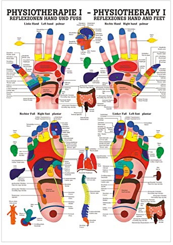 Rüdiger Reflexzonen Poster Anatomie 70x50 cm medizinische Lehrmittel