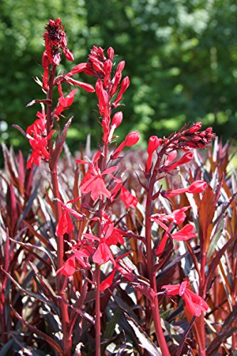 WASSERPFLANZEN-WOLFF 4er-Set im Gratis-Pflanzkorb - Lobelia fulgens Queen Victoria - Rote Wasserlobelie, QUALITÄTSSTAUDE im 9x9cm Topf durchwurzelt, Exotische Teichpflanze Scharlach-Lobelie