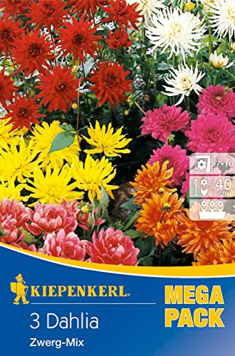 Kiepenkerl 738232 Zwerg-Dahlie Mischung (Mega Pack), Farbenfrohe Zusammenstellung an kompakt wachsenden Dahlien, F?r Beet und K?bel, mehrj?hrig