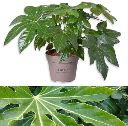 Fatsia Japonica in 15cm Pot - Castor Oil Plant 45cm in Height - Evergreen Indoor Plant