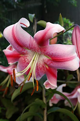10 X Lilium Anastasia - Giglio Anastasia - Calibro Superiore