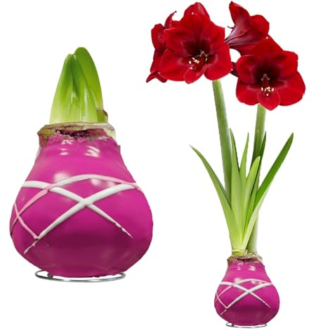 FLORIUM - Wachs Amaryllis Zwiebeln Streifen Violett – Wachsamaryllis 28/30 Großformat | 2 Stück | gewachst/wax | ohne Gießen | Zimmerpflanzen aus Holland - Hippeastrum (kein glas, vase und Topf)