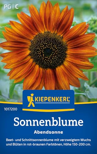 Kiepenkerl Sonnenblumensamen Abendsonne 1017200, Blumensaat | Blumensamen für Beet- und Schnittsonnenblume, Blumenwiese, Höhe 150-200 cm, als Schnittblume
