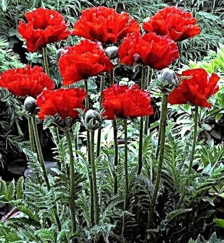 Samen Türkischer Mohn Scarlet o'Hara, Papaver orientale (2000 Samen)