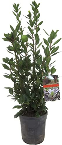 DECOALIVE Laurus Nobilis Árbol Natural Comunmente Conocido como Laurel,8435712012881