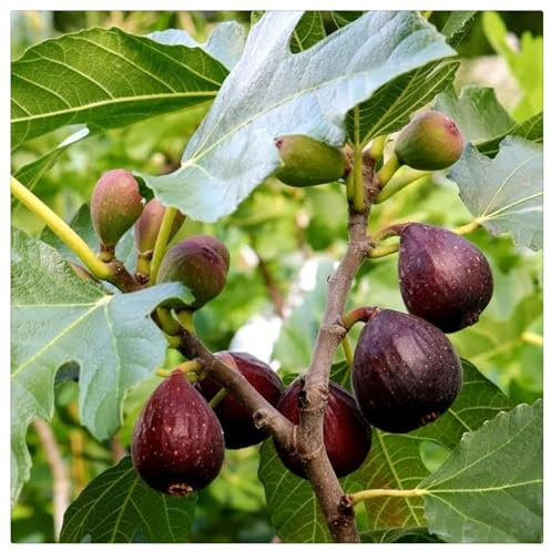 Ideal für deutsche Gärten,Winterharte für Innenräume und Gärten, winterharte,winterharte für garten,Feigenbaum-Rhizome-1 Rhizome