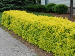 Gold Liguster im Topf/Cont. 30 - 40 cm