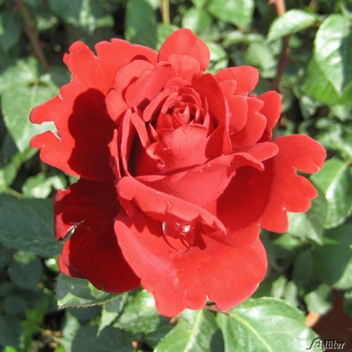 Kletterrosen in vielen Sorten und Farben (Im 5 Liter Container, Naheglut/That´s Jazz)