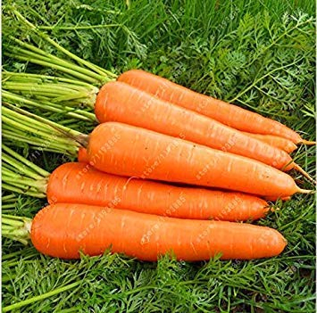 Potseed 200pcs / Bag Karottensamen Bio Heirloomsamen Gemüse Obst Fünf Zoll Ginseng Karottensamen Topfpflanze für Hausgärten