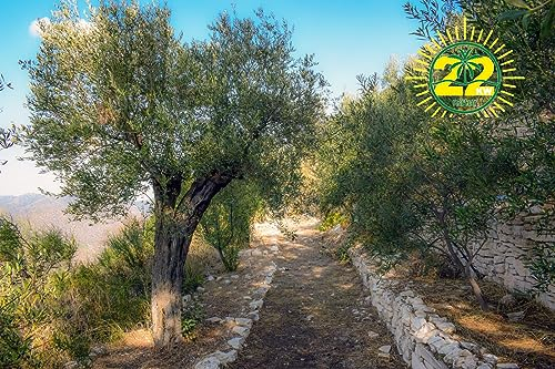 22KW Natur 1,5KG Universaldünger für Tropische Palmen Pflanzen Bananen Oliven Bäume Zitronen-, Palmen. Pflanzen im Garten Düngen