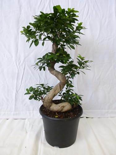 [Palmenlager] XXL Ficus microcarpa Ginseng BONSAI 90 cm - großer 30 cm Ø Topf // Zimmerpflanze
