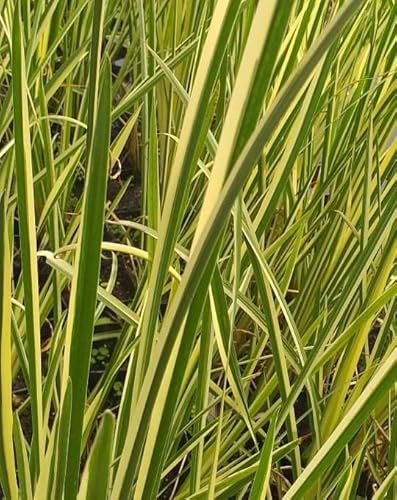 Lincolnshire Pond Plants Ltd - Acorus Calamus Variegated (Sweet Flag) - Marginal Pond Plants - MP002-1 / 9cm