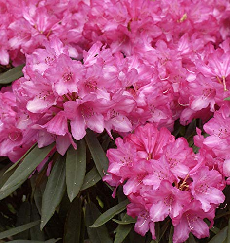 INKARHO - Großblumige Rhododendron Rosa Perle 25-30cm - Rhododendron makinoi - lebende Gartenpflanze aus den Baumschulen