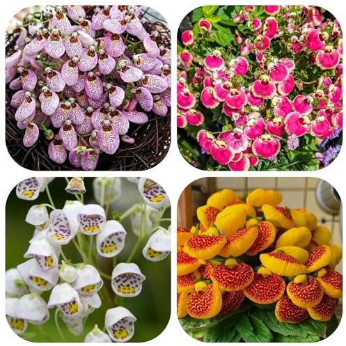 semi di calceolaria - giardino coperto 150pcs