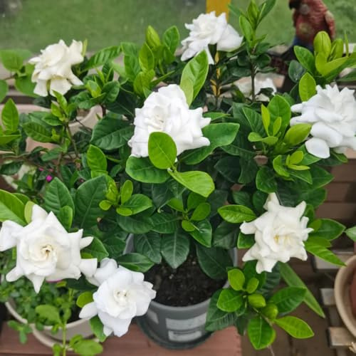 Semillas de gardenia, Decoración de jardín para exteriores Gardenia jasminoides, raras orgánicas de balcón 8pcs