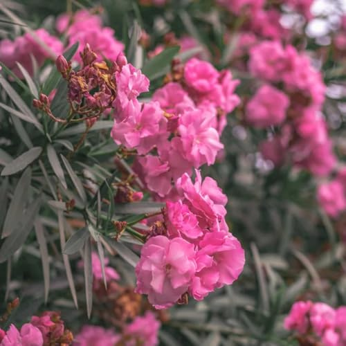 oleander, winterharte kübelpflanzen, deko oleandere garten, winterharte bio baumsamen 40samen