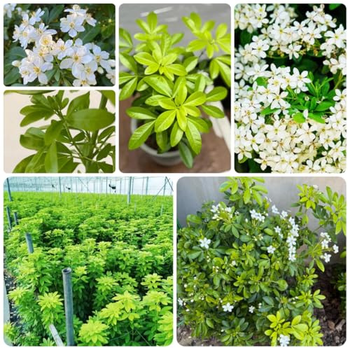 orangenblume ausgefallene geschenke herbst deko Choisya ternata blumenbeet schattenpflanzen wildblumensamen schnittblumen bio kletterpflanzen frühlingsblume schnell wachsende sträucher 200samen