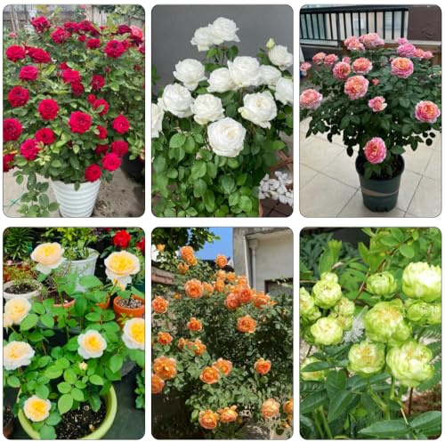 rosal trepador semillas de tapizantes, resistentes al invierno semillas de rosa paras colgantes balcón jardín pradera ornamentales lugares 500semillas