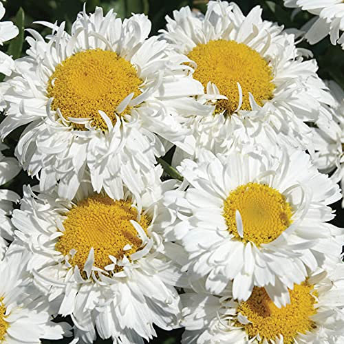 GardenersDream Leucanthemum 'Freak!' Shasta Daisy Plant - Garden Ready Hardy Perennial Plant in Pot - Low Maintenance Flowering Shrub for Gardens, Borders, Beds, and Containers