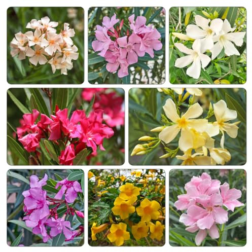 oleandro decorazione con in vaso resistenti giardino in miniatura, resistenti e verdi esotiche biologiche balcone primaverili, 12semi