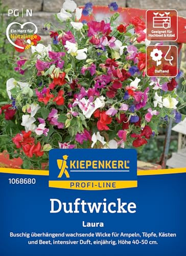 Kiepenkerl Duftwickensamen Laura 1068680, Blumensaat | Wachsende Wicke für Ampeln, Töpfe und Kästen, als Schnittblume, einjährig