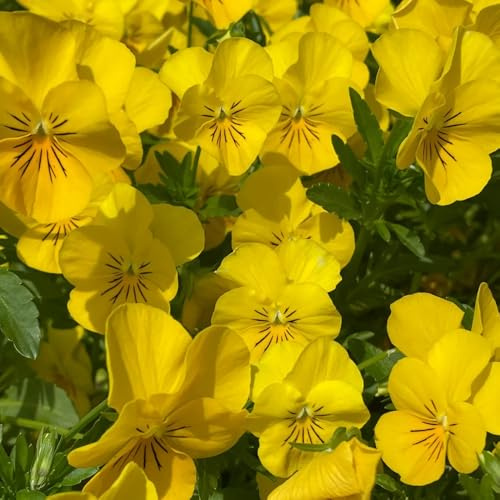 semi di viola del pensiero - decorazione giardino balcone perenni 85pcs