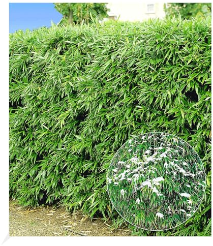 BALDUR Garten 10er Winterharte Bambus-Hecke, Pflanzen im 9x9 cm-Topf | Fargesia murielae Simba, Sichtschutz, blickdicht, pflegeleicht, schnell wachsend, Löwenbambus, Mähnenbambus