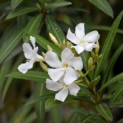 New Fresh 60pcs Oleander Flower Seeds White