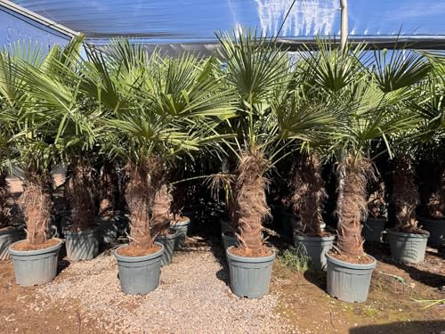 Sunny Tree - Palme - Trachycarpus Fortunei - Chinesische Fächerpalme - Hanfpalme - 230-250 CM Inklusif Topf - Stammhöhe 100-120 cm - Winterhart bis -18