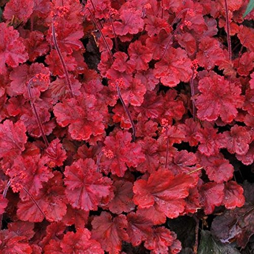 3 x Heuchera Hybride 'Cherry Cola' im 1 Liter Topf (Staude/Winterhart/Bodendecker/Mehrjährig/Immergrün) Purpurglöckchen - Der Farbzauber für Ihren Garten - absoluter Hingucker - von Stauden Gänge