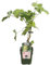 Vigne raison blanc 'Johannes' - arbuste fruitier