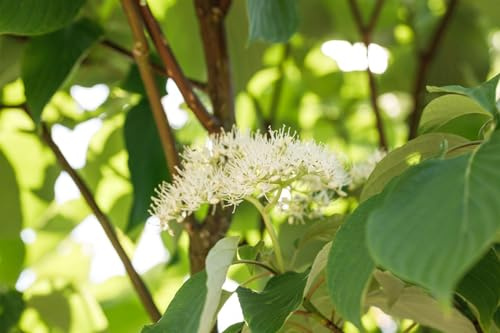 Etagen-Hartriegel Cornus alternifolia 60-80 cm Zierstrauch winterhart | Etagenförmiger Wuchs, halbschattig bis sonnig, dekorative Blüten, ideal als Solitär, robust im Garten