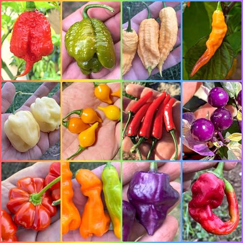 120 Semillas de los 12 Chiles más Extraños del Mundo, Colección Fantasy + Guía: PRIMO, SCORPION, HABANERO, VIAGRA-NATURAL, TIGER, UFO, PSYCO PEARL, CHUPETINHO, EROTICO-PEPPER, TRUNK etc